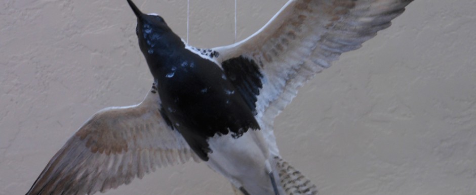 A view of a plover model