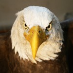 Sculpture/Model of Eagle