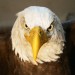 Detail from the Bald Eagle at installed at the Harnish Visitor Center. thumbnail