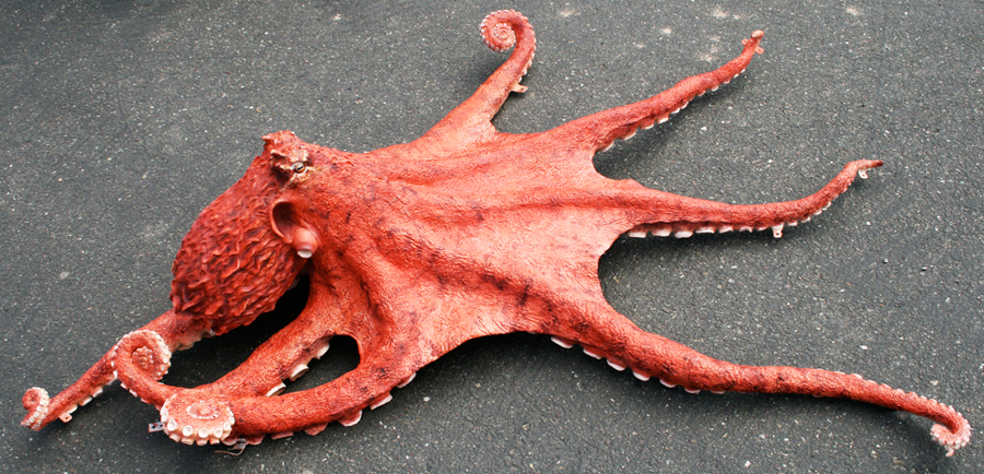 Another view of the large octopus model