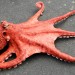 A model of a large octopus (additional view) thumbnail