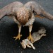 Redtail hawk with ground squirrel thumbnail