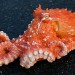 A model of a juvenile octopus thumbnail