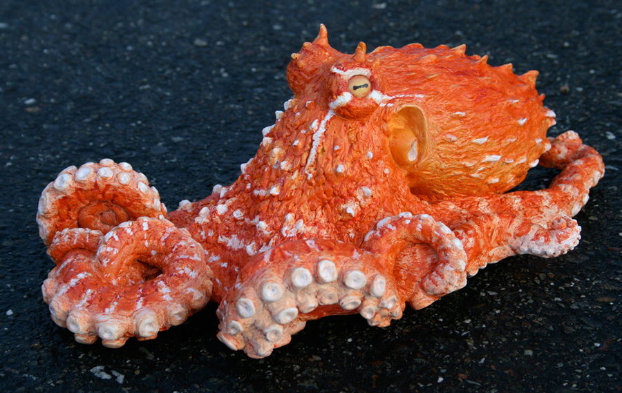 A model of a juvenile octopus