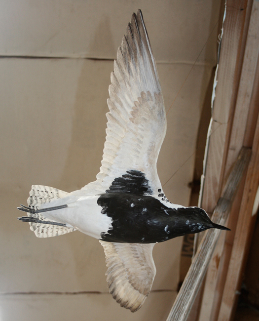 A model of a plover