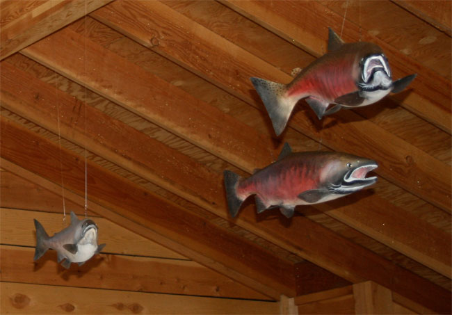 Coho salmon shown within exhibit installation.