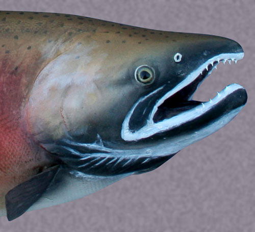 Closeup of Coho Salmon model