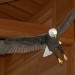 Bald Eagle at installed at the Harnish Visitor Center. thumbnail