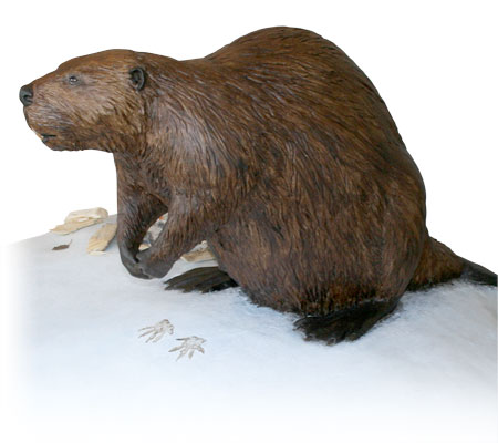 Beaver Model in Eagle Point