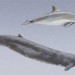 Vaquita and Baird's Whales thumbnail