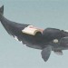 Southern Right Whale thumbnail