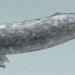 Gray Whale thumbnail