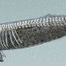 Gray Whale Skeleton thumbnail