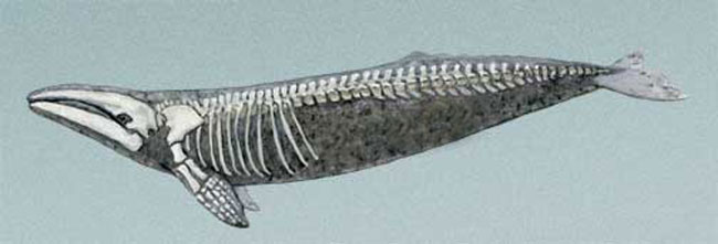 Gray Whale Skeleton