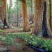 Sequoia Forest 8' X 18' thumbnail