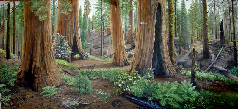 Sequoia Forest 8' X 18'