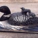 Loon with Babies  thumbnail