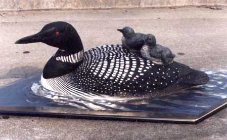 Loon with Babies 