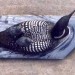 Loon with Babies  thumbnail