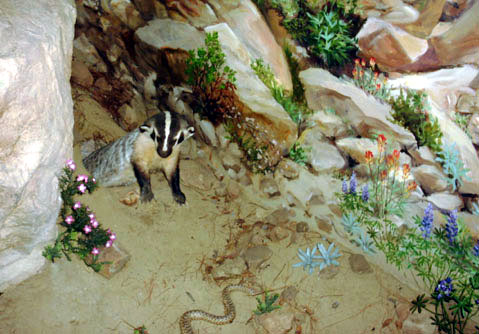 A badger peers out of his den at a rattlesnake.