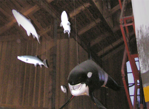 Orca whale and Coho salmon exhibit during installation.