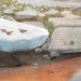 Detail from alpine mural at the Grant Grove Visitor Center thumbnail