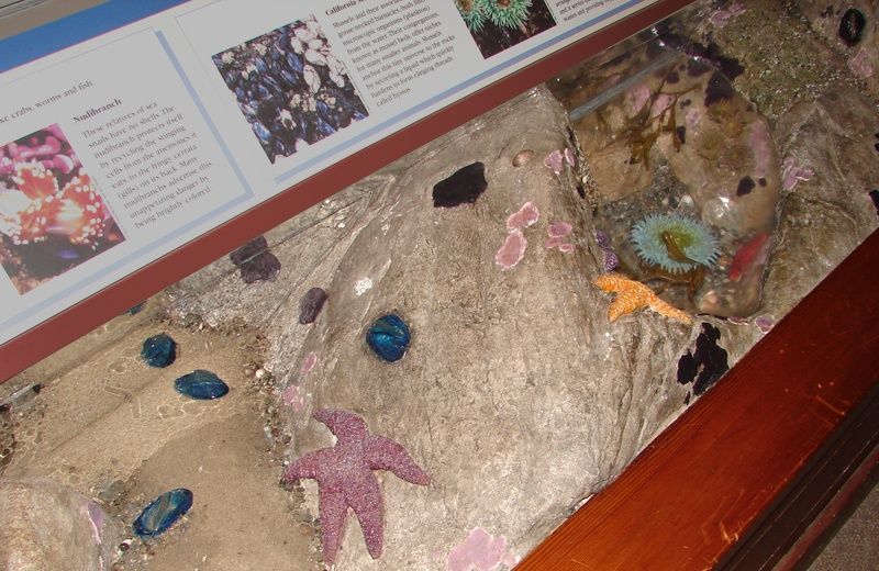 Detail from the tide pool exhibit