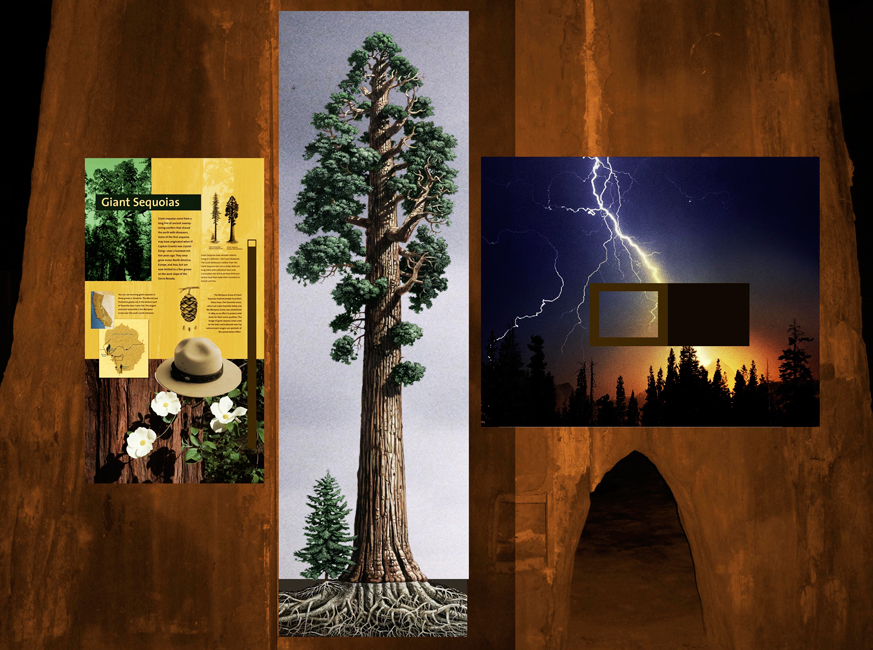 Illustration of a giant sequoia completed by Alumni Exhibits