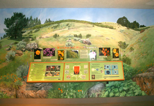 Completed wildflower exhibit area.